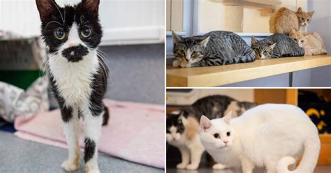 hur parar katter sig