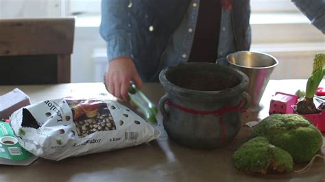 hur planterar  ni  en amaryllis-kit