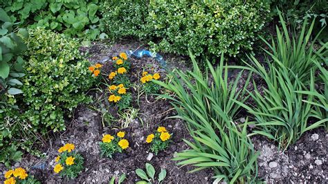 hur planterar du indisk