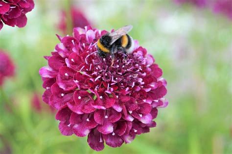 hur planterar du neon