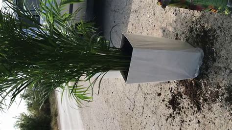 hur planterar man palm