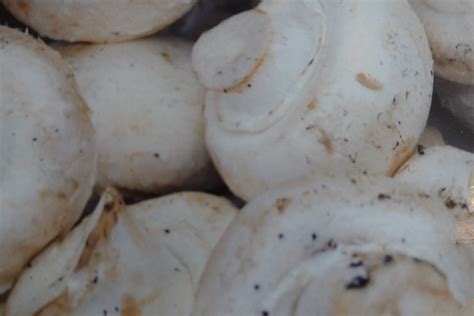 hur plockar man champinjoner