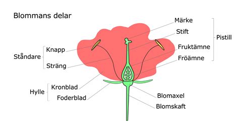 hur ser blomman fetknopp