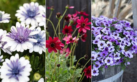 hur ser comfrey blommor