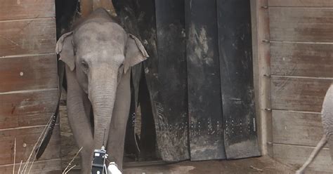 hur ser en elefant ut