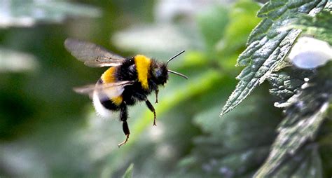 hur ser en humla