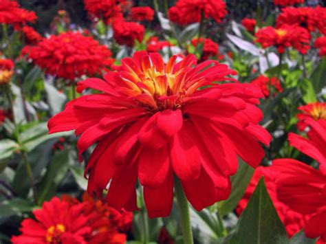 hur ser jätte zinnia