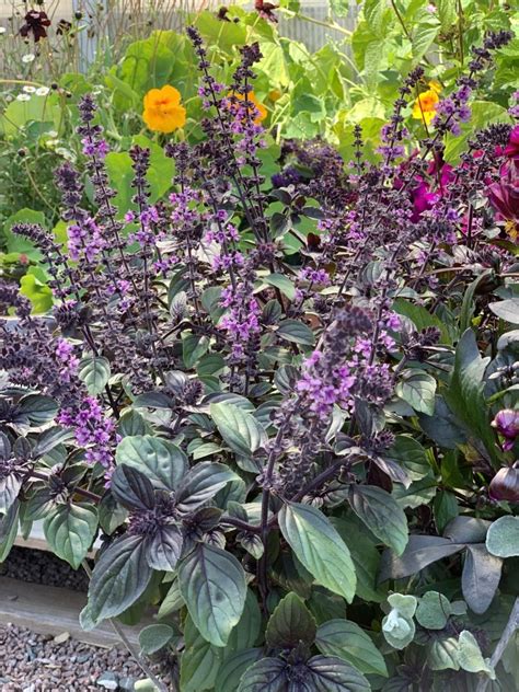 hur ser prydnads basilika