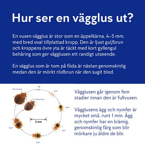 hur ser ringduvans bo