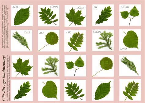 hur ser vilda primroser