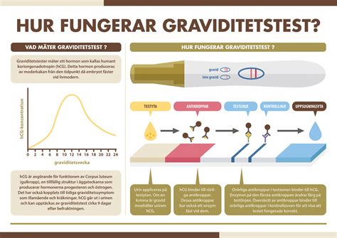hur snabbt blir gravtest