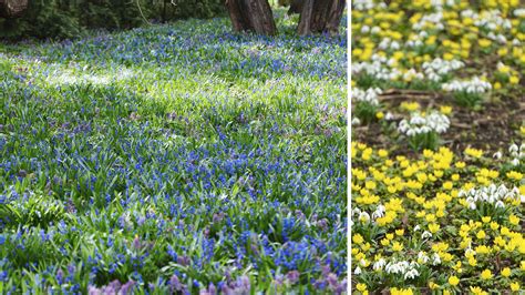 hur snabbt sprider lilja