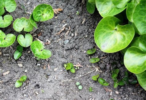 hur snabbt sprider zeon