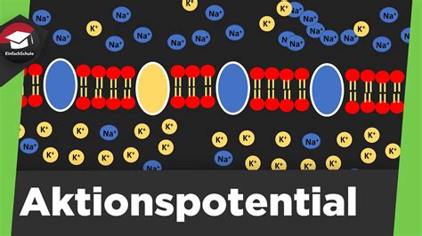 hur sprids aktionspotential i