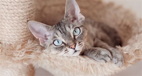 hur stor blir en devon rex
