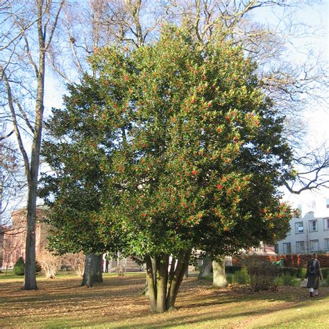 hur stor blir redbud