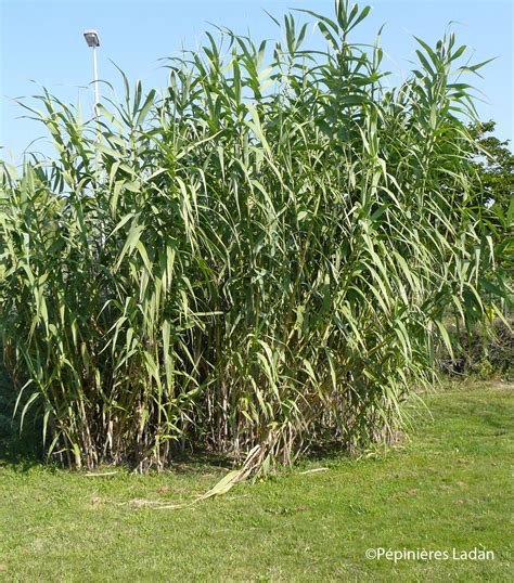 hur tar  ni  grabb  angående arundo donax