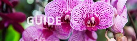 hur tar man  grabb  ifall  ett orkide