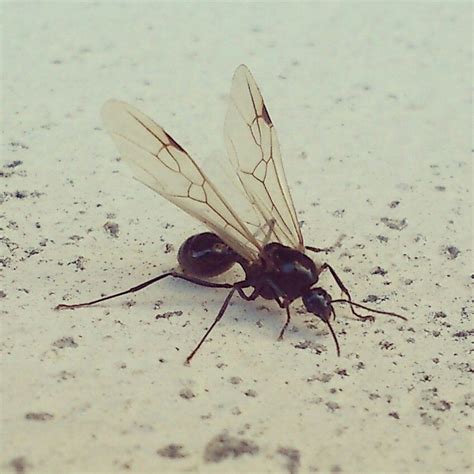 hur tar sig flygmyror in