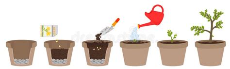 hur växer ternate växter