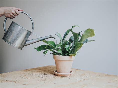 hur vattnar man gloxinia