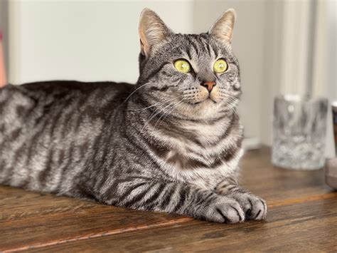 huskatt personlighet