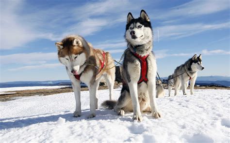 husky alaska
