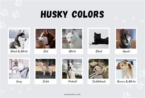 husky colors