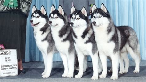husky dog show