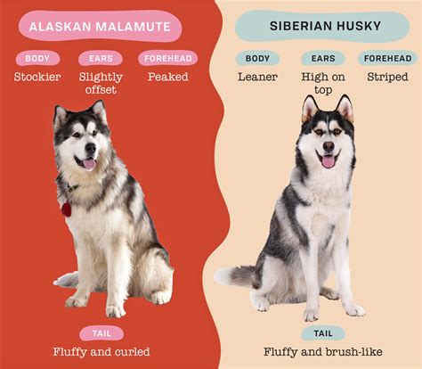 husky vs alaskan