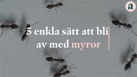 husmorstips mot myror inomhus