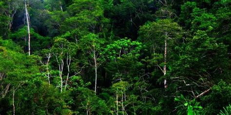 Hutan Hujan Tropis   Ciri Ciri Hutan Hujan Tropis Jenis Flora Fauna - Hutan Hujan Tropis