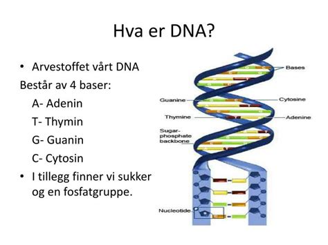 Hva Er Dna