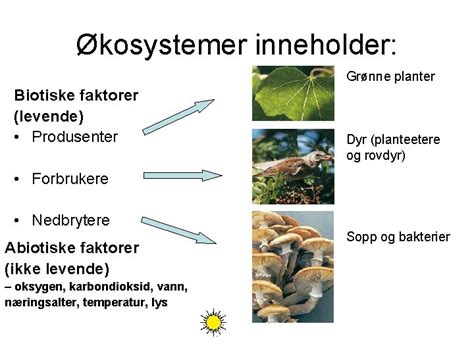 Hva Er Et økosystem
