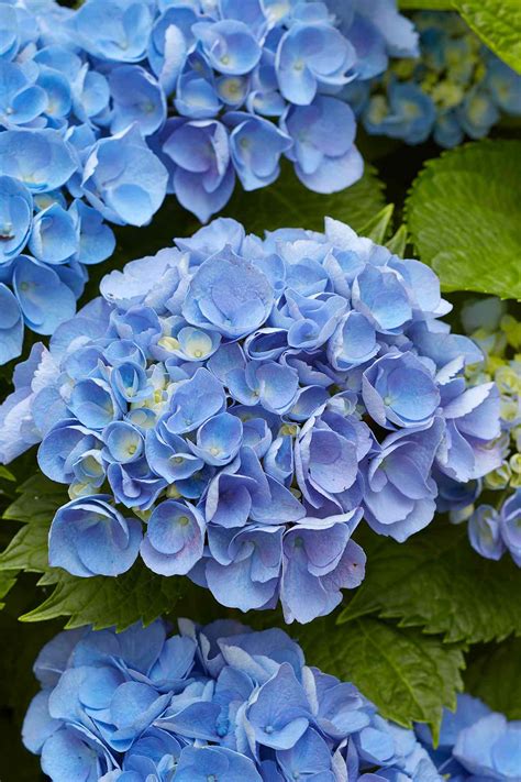 hydrangea blue color