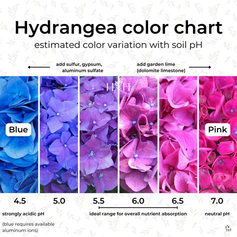 hydrangea color