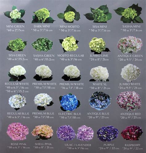 hydrangea colors