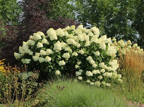 hydrangea paniculata grandiflora