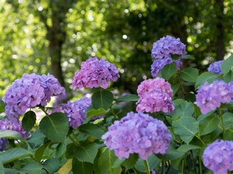 hydrangeas that like full shade