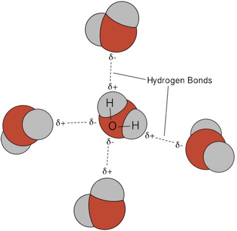 Hydrogen Bonding Ck12 Practice