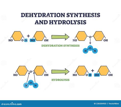 Hydrolysis Vs Dehydration