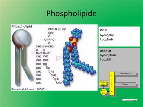 hydrophob, lipophil, unpolar - Hier mehr nextdoc