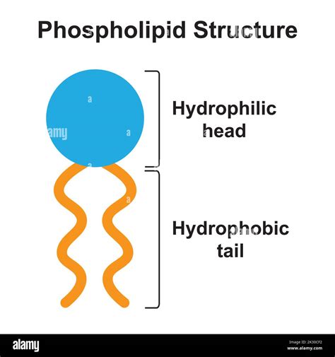 Hydrophobic