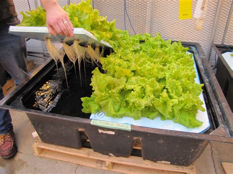 Read Online Hydroponic Food Production 