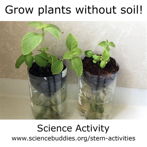 Hydroponics Gardening Without Soil Science Project Hydroponics Science Experiment - Hydroponics Science Experiment
