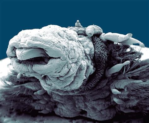 Hydrothermal Worm Marine Organism