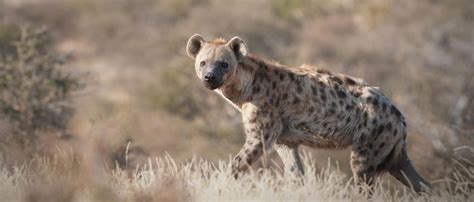 hyena