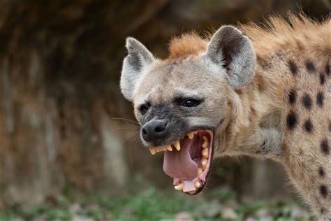 hyena-4