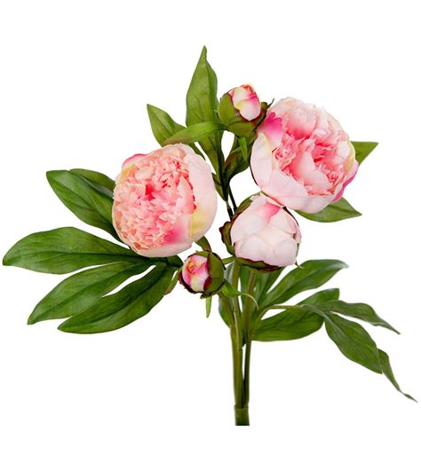 hypericum snittblomma