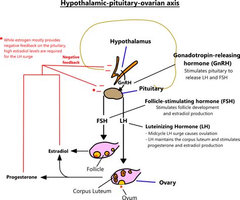 Hypothalamic Pituitary Ovarian